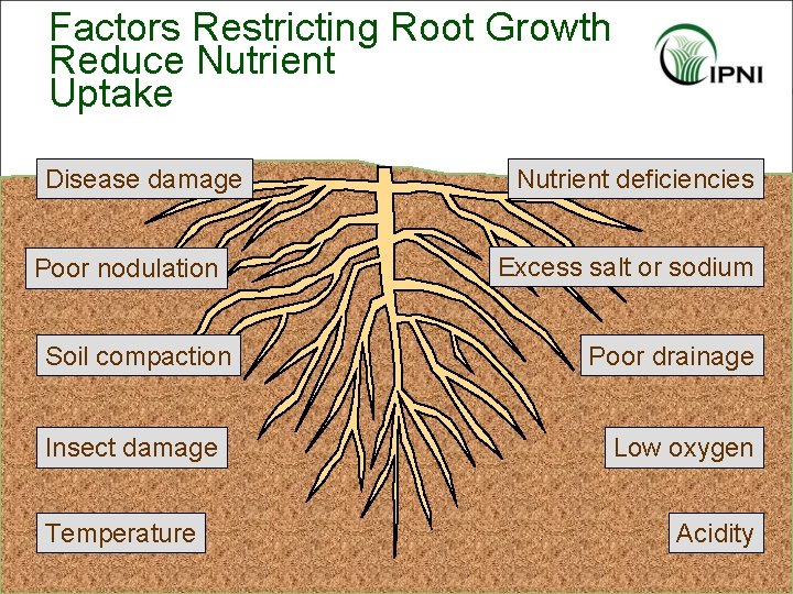 Factors Restricting Root Growth Reduce Nutrient Uptake Disease damage Poor nodulation Soil compaction Insect
