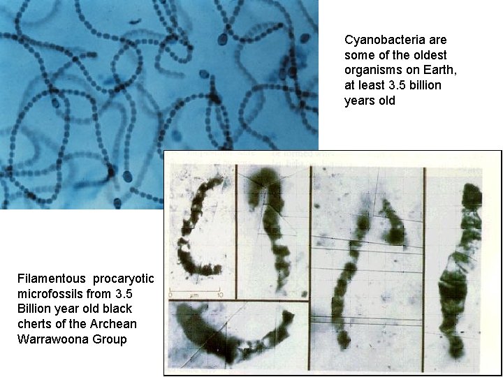 Cyanobacteria are some of the oldest organisms on Earth, at least 3. 5 billion