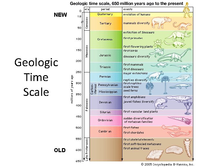 NEW Geologic Time Scale OLD 