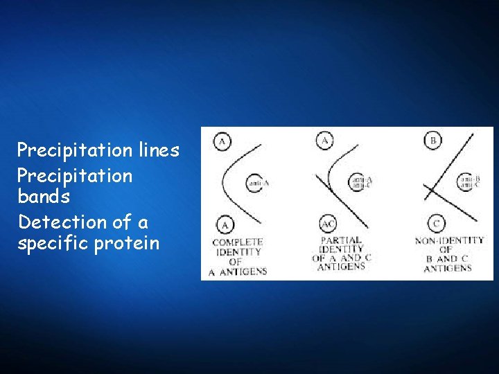 Precipitation lines Precipitation bands Detection of a specific protein 