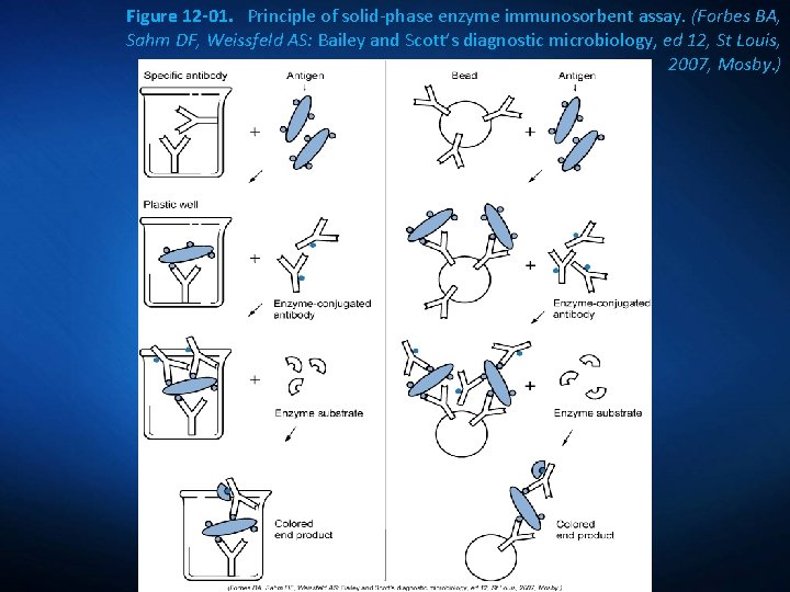 Figure 12 -01. Principle of solid-phase enzyme immunosorbent assay. (Forbes BA, Sahm DF, Weissfeld