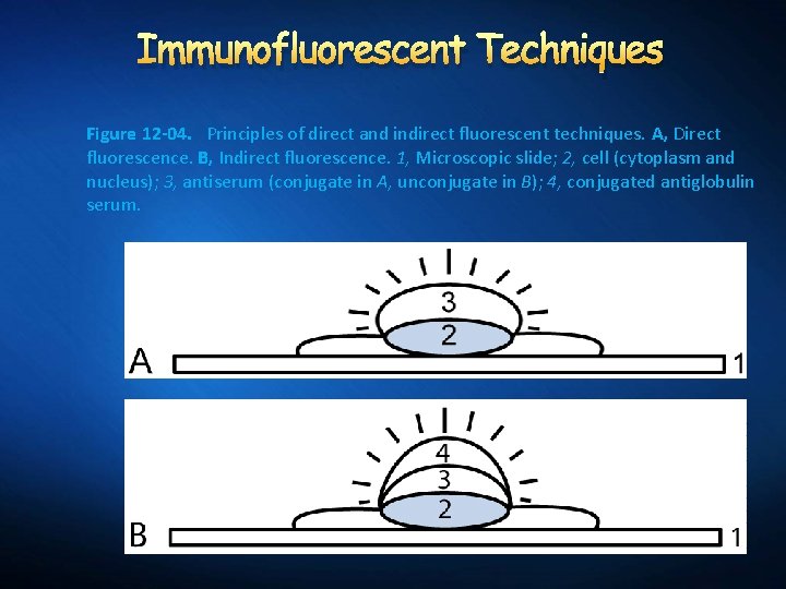 Immunofluorescent Techniques Figure 12 -04. Principles of direct and indirect fluorescent techniques. A, Direct