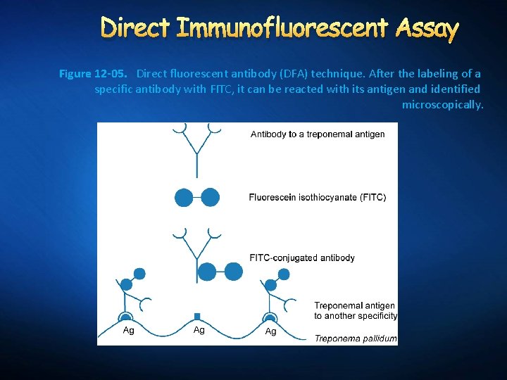 Direct Immunofluorescent Assay Figure 12 -05. Direct fluorescent antibody (DFA) technique. After the labeling