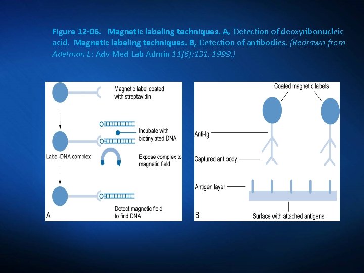 Figure 12 -06. Magnetic labeling techniques. A, Detection of deoxyribonucleic acid. Magnetic labeling techniques.