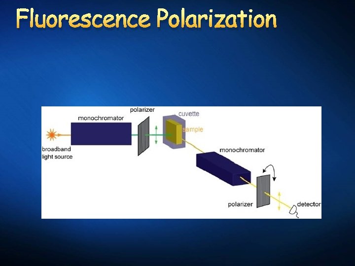 Fluorescence Polarization 