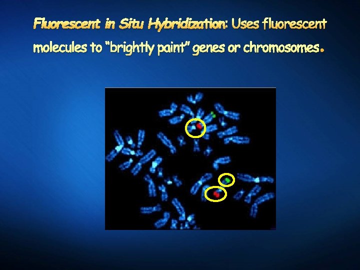 Fluorescent in Situ Hybridization: Uses fluorescent molecules to “brightly paint” genes or chromosomes .