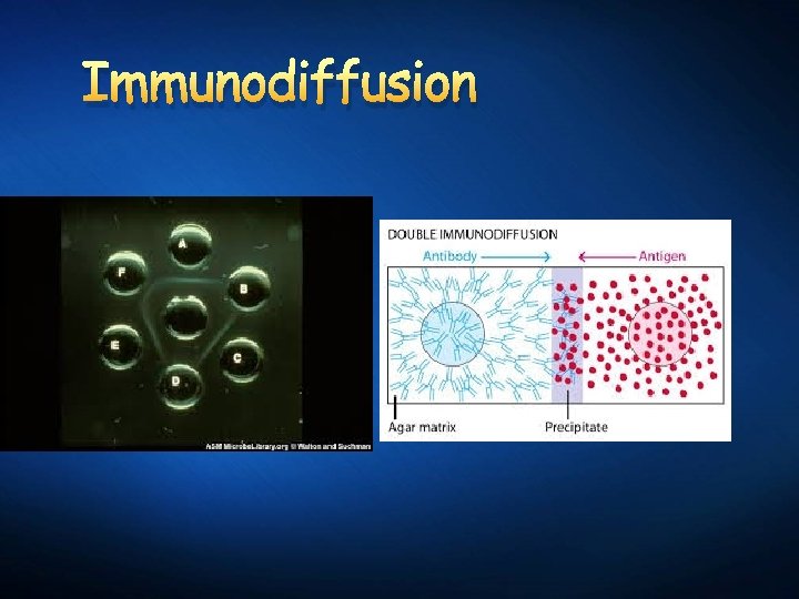 Immunodiffusion 