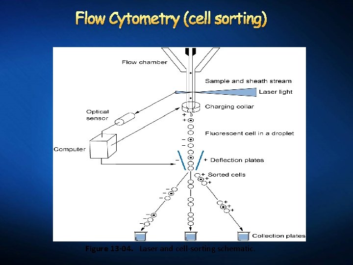 Flow Cytometry (cell sorting) Figure 13 -04. Laser and cell-sorting schematic. 