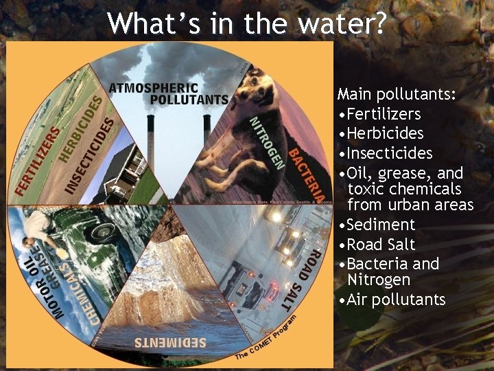 What’s in the water? Main pollutants: • Fertilizers • Herbicides • Insecticides • Oil,