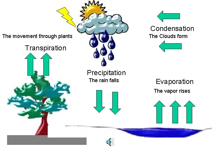 Condensation The movement through plants The Clouds form Transpiration Precipitation The rain falls Evaporation
