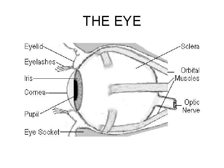 THE EYE THE EYE