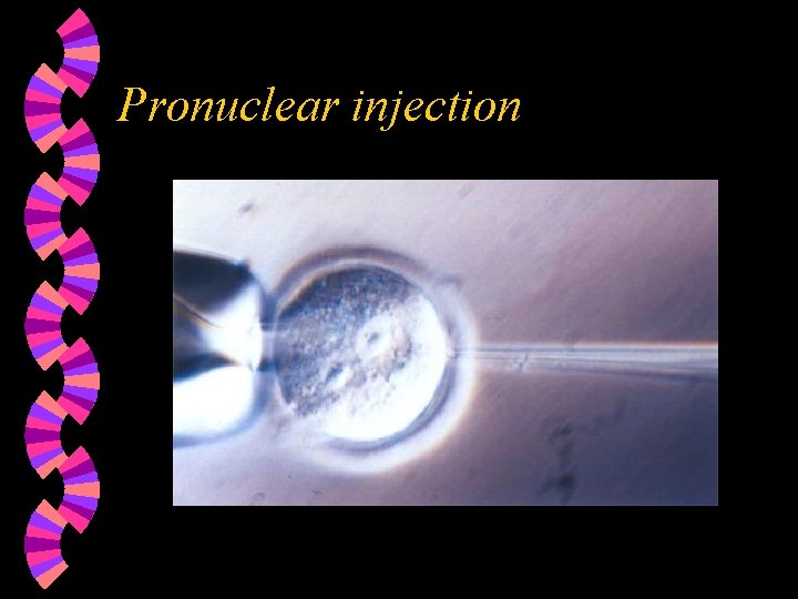 Pronuclear injection 