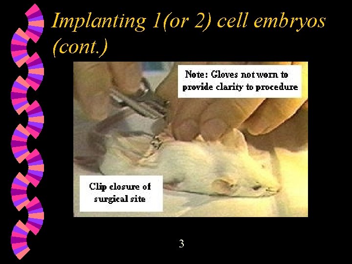 Implanting 1(or 2) cell embryos (cont. ) 3 