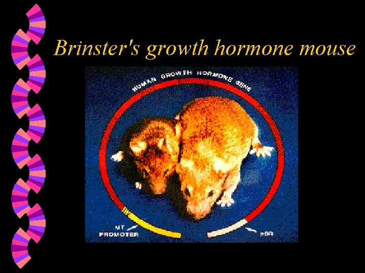Brinster's growth hormone mouse 