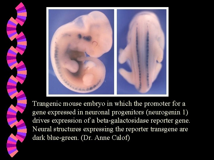Trangenic mouse embryo in which the promoter for a gene expressed in neuronal progenitors