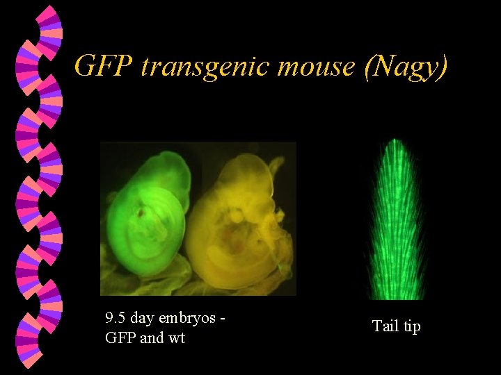 GFP transgenic mouse (Nagy) 9. 5 day embryos GFP and wt Tail tip 