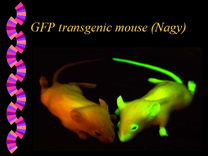 GFP transgenic mouse (Nagy) 