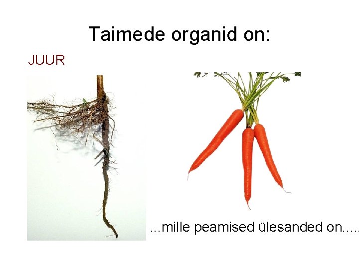 Taimede organid on: JUUR . . . mille peamised ülesanded on. . . 