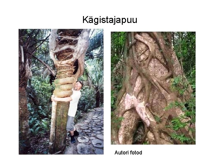  Kägistajapuu Autori fotod 