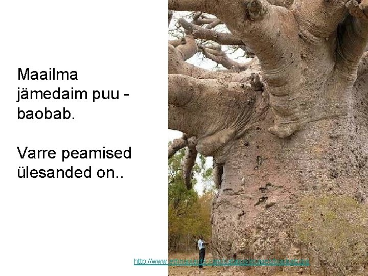 Maailma jämedaim puu - baobab. Varre peamised ülesanded on. . http: //www. ethnoplants. com/catalog/images/baobab.