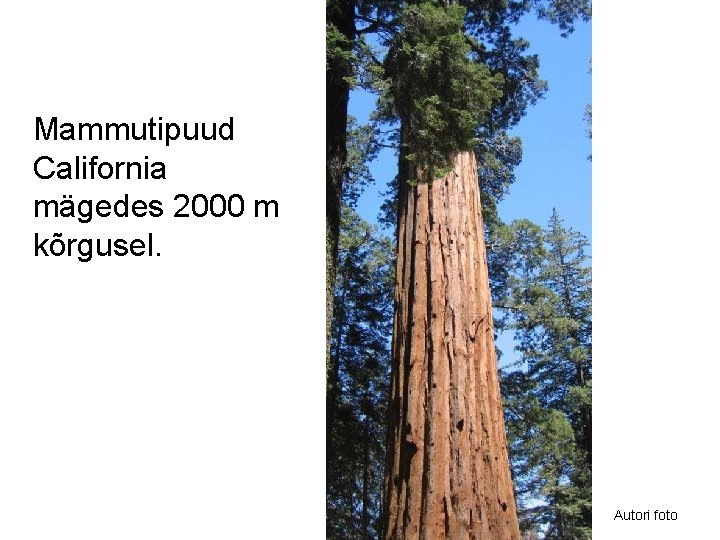 Mammutipuud California mägedes 2000 m kõrgusel. Autori foto 