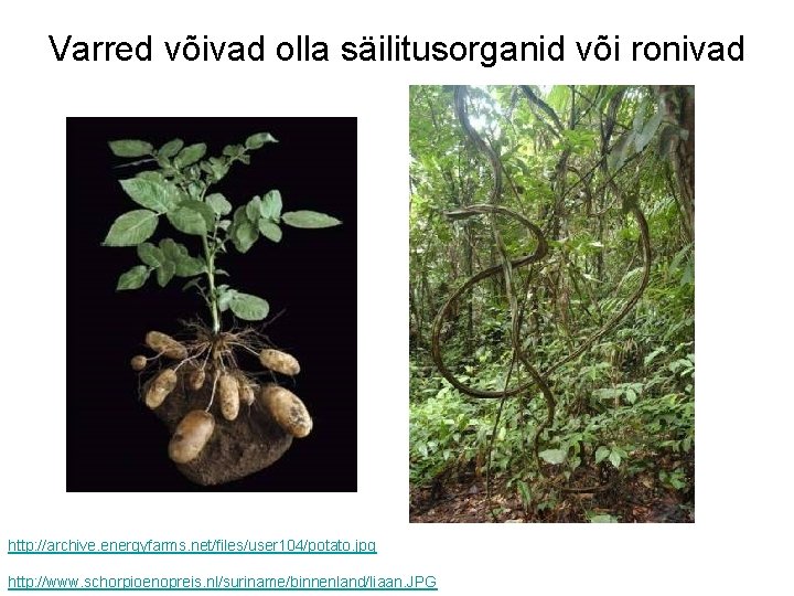 Varred võivad olla säilitusorganid või ronivad http: //archive. energyfarms. net/files/user 104/potato. jpg http: //www.