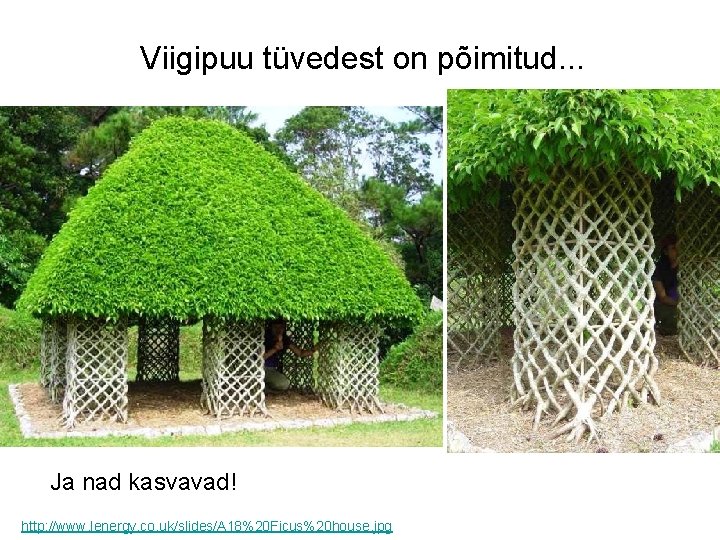 Viigipuu tüvedest on põimitud. . . Ja nad kasvavad! http: //www. lenergy. co. uk/slides/A