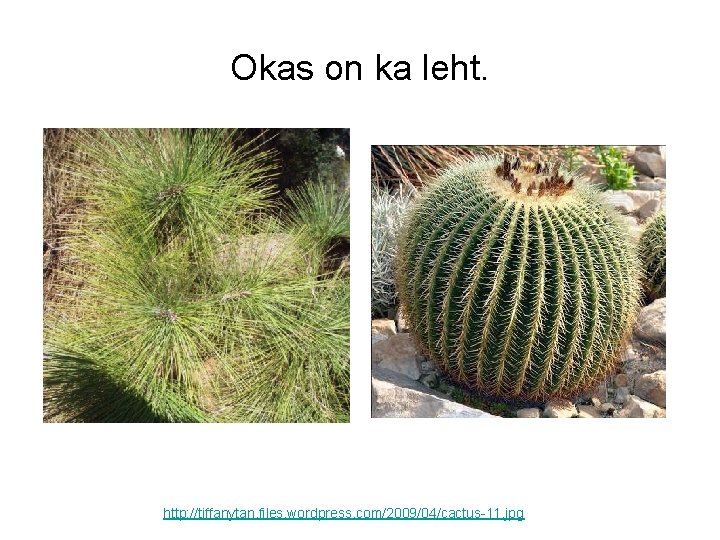 Okas on ka leht. http: //tiffanytan. files. wordpress. com/2009/04/cactus-11. jpg 