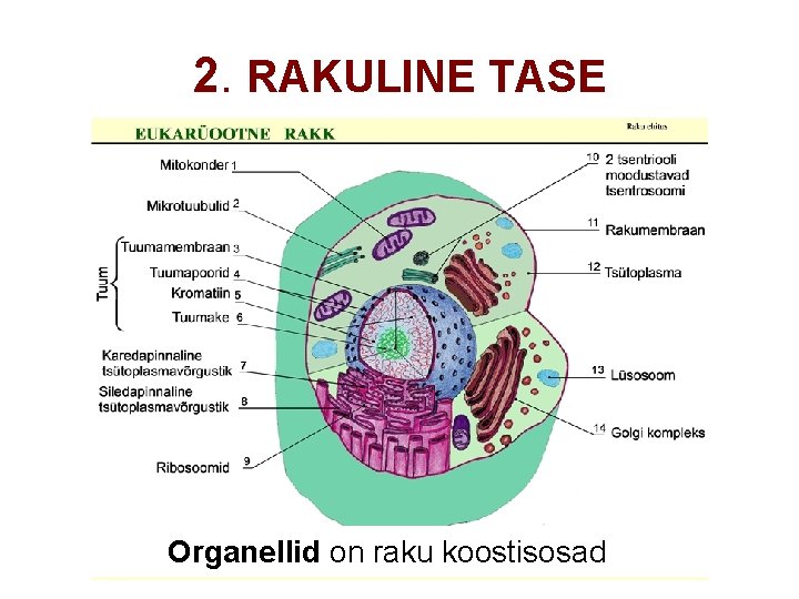 2. RAKULINE TASE Organellid on raku koostisosad 