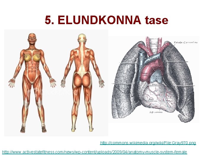5. ELUNDKONNA tase http: //commons. wikimedia. org/wiki/File: Gray 970. png http: //www. activestatefitness. com/news/wp-content/uploads/2009/04/anatomy-muscle-system-female