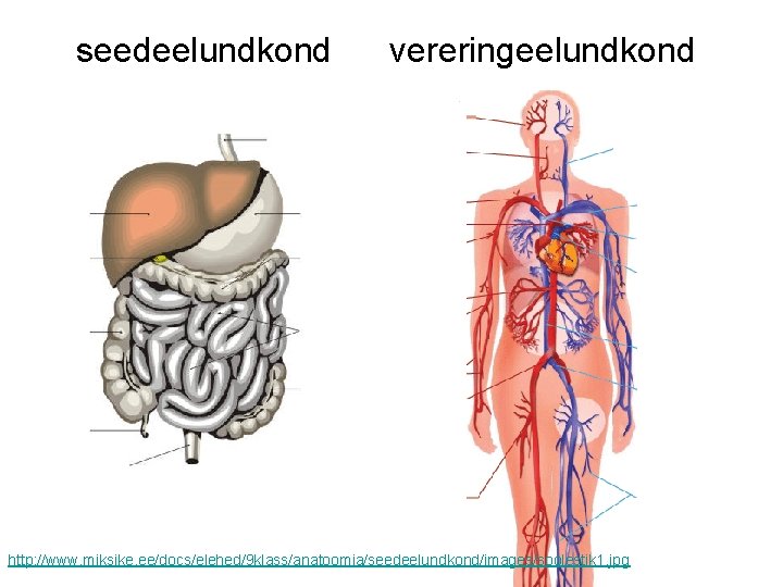 seedeelundkond vereringeelundkond http: //www. miksike. ee/docs/elehed/9 klass/anatoomia/seedeelundkond/images/soolestik 1. jpg 