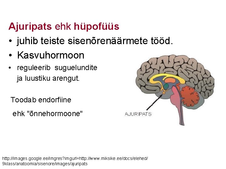 Ajuripats ehk hüpofüüs • juhib teiste sisenõrenäärmete tööd. • Kasvuhormoon • reguleerib suguelundite ja