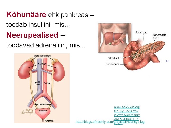 Kõhunääre ehk pankreas – toodab insuliini, mis… Neerupealised – toodavad adrenaliini, mis… www. fenbilgisiegi