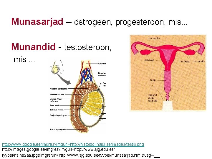 Munasarjad – östrogeen, progesteroon, mis. . . Munandid - testosteroon, mis. . . http: