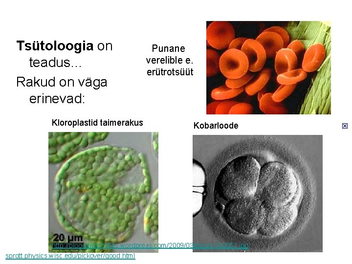  Tsütoloogia on teadus… Rakud on väga erinevad: Kloroplastid taimerakus Punane verelible e. erütrotsüüt