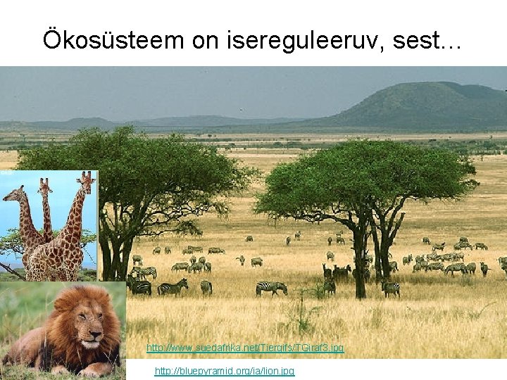 Ökosüsteem on isereguleeruv, sest… http: //www. suedafrika. net/Tiergifs/TGiraf 3. jpg http: //bluepyramid. org/ia/lion. jpg