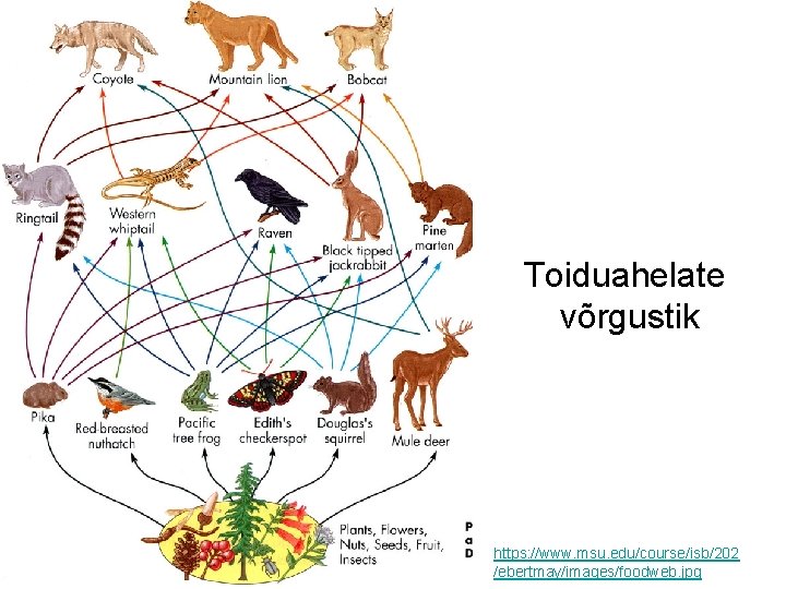 Toiduahelate võrgustik https: //www. msu. edu/course/isb/202 /ebertmay/images/foodweb. jpg 