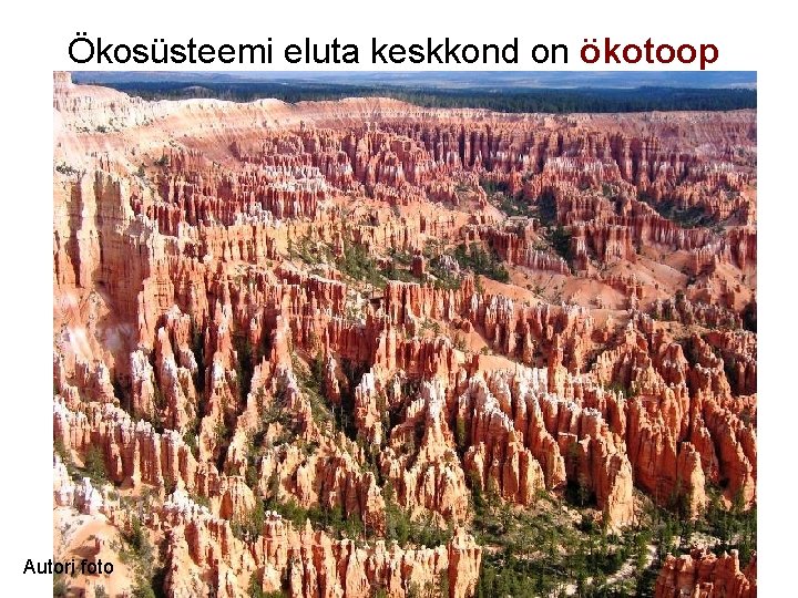 Ökosüsteemi eluta keskkond on ökotoop Autori foto 