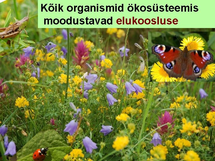 Kõik organismid ökosüsteemis moodustavad elukoosluse 