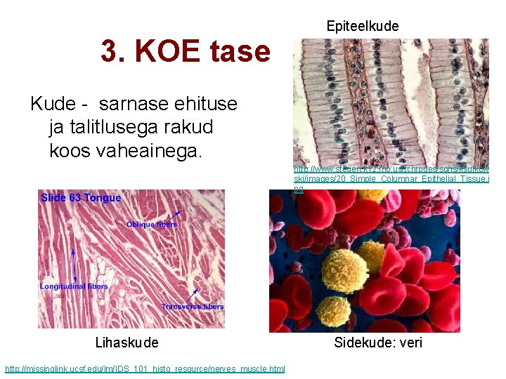 Epiteelkude 3. KOE tase Kude - sarnase ehituse ja talitlusega rakud koos vaheainega. http: