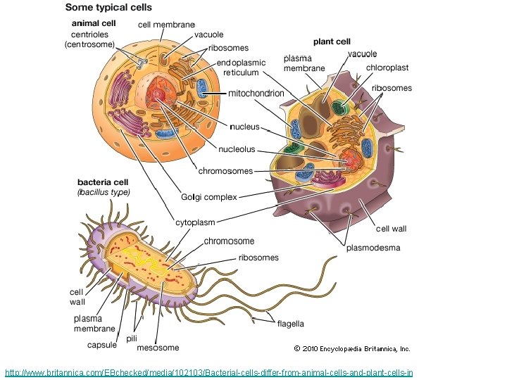 http: //www. britannica. com/EBchecked/media/102103/Bacterial-cells-differ-from-animal-cells-and-plant-cells-in 