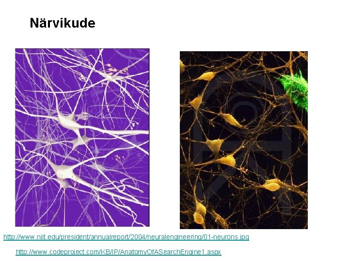 Närvikude http: //www. njit. edu/president/annualreport/2004/neuralengineering/01 -neurons. jpg http: //www. codeproject. com/KB/IP/Anatomy. Of. ASearch. Engine