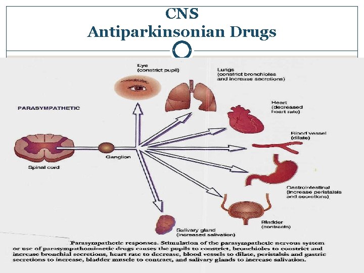 CNS Antiparkinsonian Drugs 