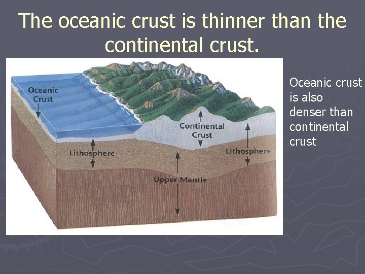 The oceanic crust is thinner than the continental crust. Oceanic crust is also denser