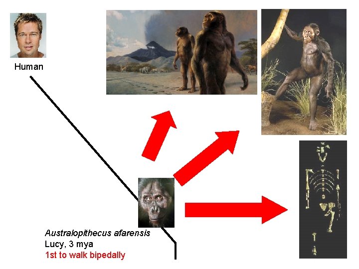 Human Australopithecus afarensis Lucy, 3 mya 1 st to walk bipedally 