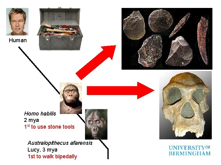 Human Homo habilis 2 mya 1 st to use stone tools Australopithecus afarensis Lucy,