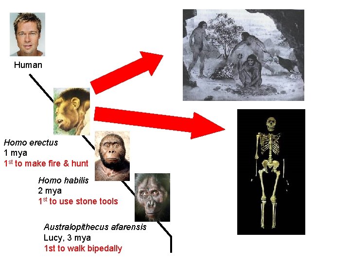 Human Homo erectus 1 mya 1 st to make fire & hunt Homo habilis