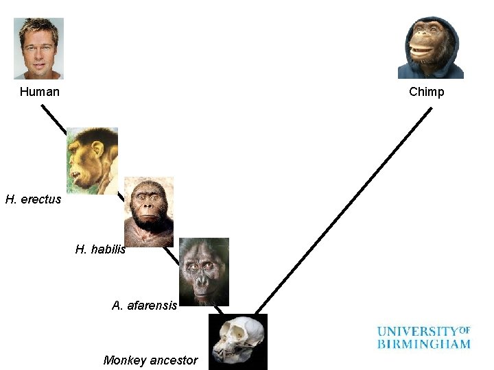 Human Chimp H. erectus H. habilis A. afarensis Monkey ancestor 