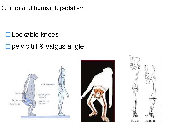 Chimp and human bipedalism o Lockable knees o pelvic tilt & valgus angle 