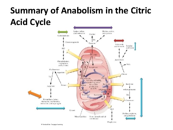 Summary of Anabolism in the Citric Acid Cycle Summary of Anabolism in the Citric Acid Cycle